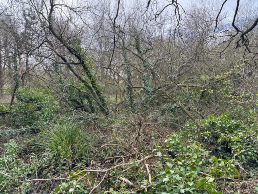 Lot: 102 - OVER TWO ACRES OF LAND - Mature trees and overgrowth